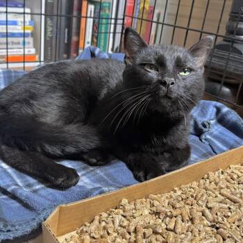 Fenrir -  Domestic Short Hair Cat for Adoption in Summerlee, West Virginia - Fenrir | PetCurious