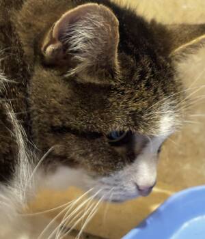 Rescue Domestic Short Hair Cats for Adoption in Irondequoit, New York - Marge | PetCurious