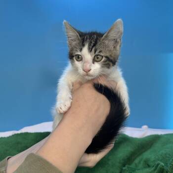 Domestic Short Hair Cats Available for Adoption in San Antonio, Texas - Fable | PetCurious