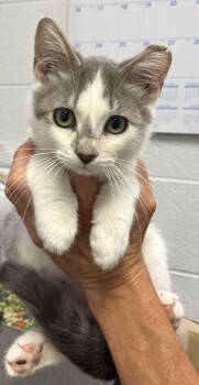 *GiGi* -  Domestic Short Hair Cat for Adoption in Salt Lake City, Utah - *GiGi* | PetCurious