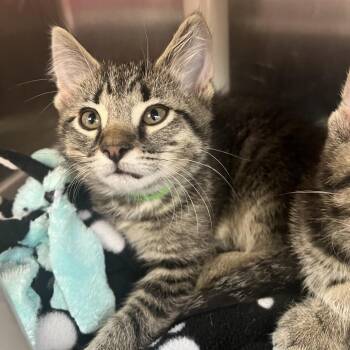 Jasper -  Domestic Short Hair Cat for Adoption in Fort Wayne, Indiana - Jasper | PetCurious