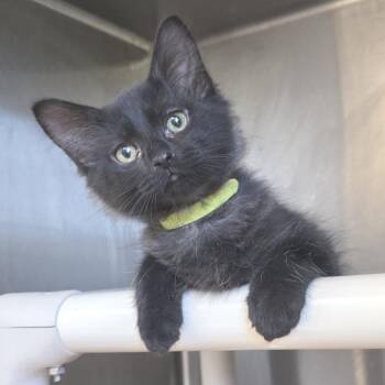 Bazooka -  Domestic Short Hair Cat for Adoption in Fort Wayne, Indiana - Bazooka | PetCurious