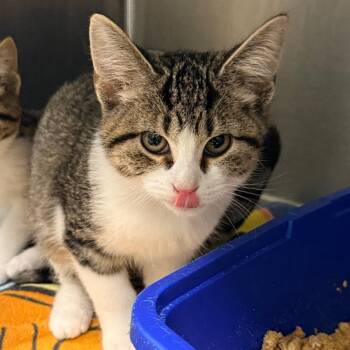 Jelly -  Domestic Short Hair Cat for Adoption in Georgetown, Kentucky - Jelly | PetCurious