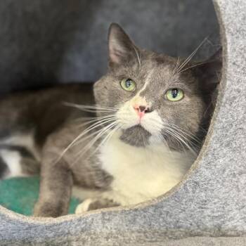 Gandalf the Grey -  Domestic Short Hair Cat for Adoption in Brownsboro, Alabama - Gandalf The Grey | PetCurious