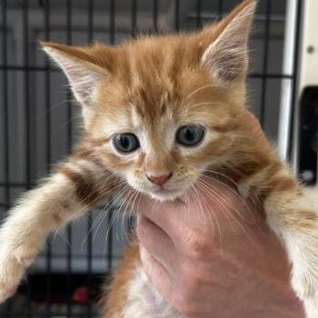 Sabino -  American Shorthair Cat for Adoption in Poplar Bluff, Missouri - Sabino | PetCurious