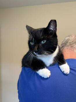 Cleo -  Domestic Short Hair Cat for Adoption in Albany, New York - Cleo | PetCurious