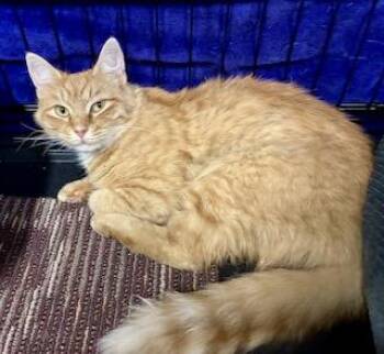Rescue Domestic Long Hair Cats for Adoption in River Edge, New Jersey - Annalyse | PetCurious