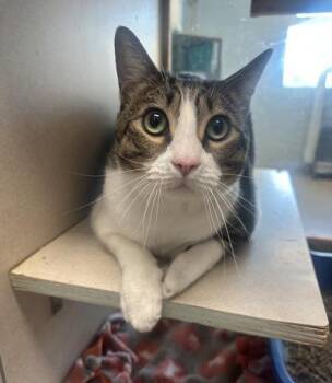 Obi -  Domestic Short Hair Cat for Adoption in Palm Coast, Florida - Obi | PetCurious