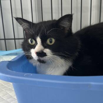 Charles -  Domestic Short Hair Cat for Adoption in Corbin, Kentucky - Charles | PetCurious