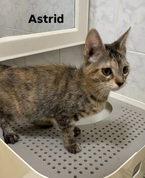 Rescue Domestic Short Hair Cats for Adoption in New York, New York - Astrid | PetCurious
