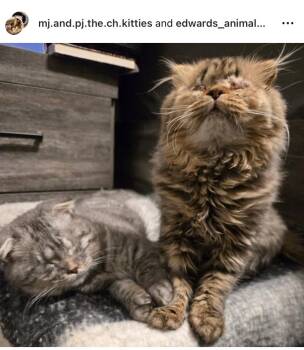 Scottish Fold Cats Available for Adoption - Connie | PetCurious