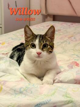 Rescue Domestic Medium Hair Cats for Adoption in Clayton, California - Willow | PetCurious