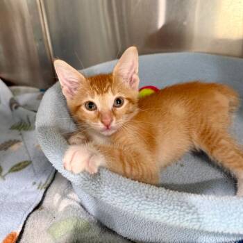 Sunny -  Domestic Short Hair Cat for Adoption in Bradenton, Florida - Sunny | PetCurious