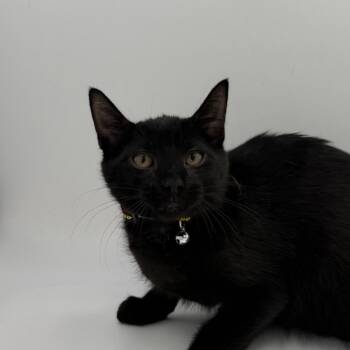 Fiesta Potatoes -  Domestic Short Hair Cat for Adoption in State College, Pennsylvania - Fiesta Potatoes | PetCurious