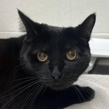 Domestic Short Hair Cats Available for Adoption - Kidden | PetCurious