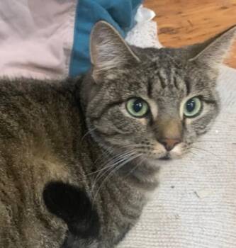 Rescue Domestic Short Hair Cats for Adoption in Thayne, Wyoming - Rolly Polly | PetCurious
