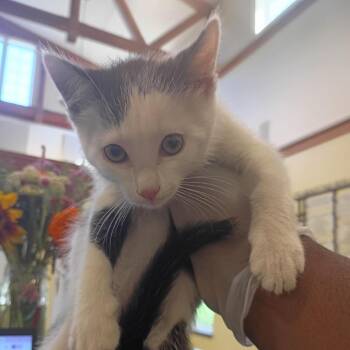 Agent Fry -  Domestic Short Hair Cat for Adoption in Lynchburg, Virginia - Agent Fry | PetCurious
