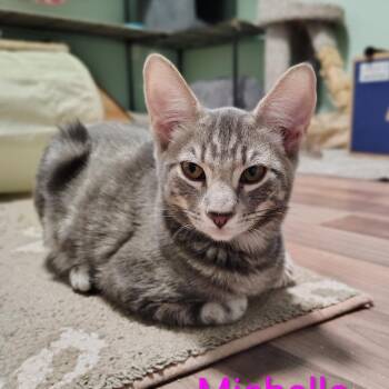 Michelle -  Domestic Short Hair Cat for Adoption in Spokane, Washington - Michelle | PetCurious