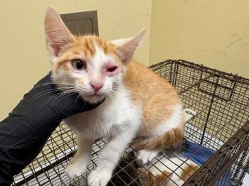 Domestic Short Hair Cats Available for Adoption in Tustin, California - FOREST | PetCurious