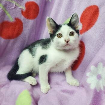 Tooka -  Domestic Short Hair Cat for Adoption in Westminster, California - Tooka | PetCurious