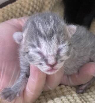 Pippin -  Domestic Short Hair Cat for Adoption in Cincinnati, Ohio - Pippin | PetCurious