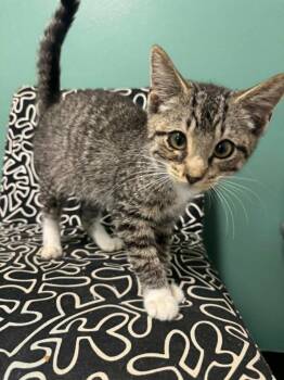 Mystery Dumpling -  Domestic Short Hair Cat for Adoption in Marion, Ohio - Mystery Dumpling | PetCurious