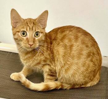 Rescue Tabby Cats for Adoption in Westlake Village, California - Ricky | PetCurious