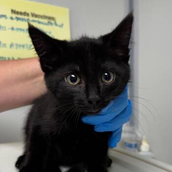 June bug -  Domestic Short Hair Cat for Adoption in Concord, North Carolina - June Bug | PetCurious