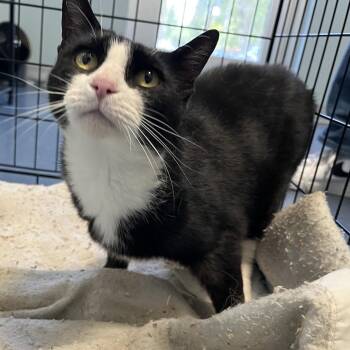 Hidden Valley Ranch -  Domestic Short Hair Cat for Adoption in Greensboro, North Carolina - Hidden Valley Ranch | PetCurious