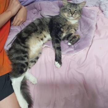 Rescue Domestic Medium Hair Cats for Adoption in Portland, Oregon - Tomas | PetCurious