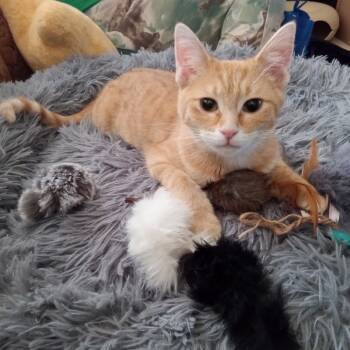 Rescue Domestic Short Hair Cats for Adoption in Greenfield, Indiana - Olena | PetCurious