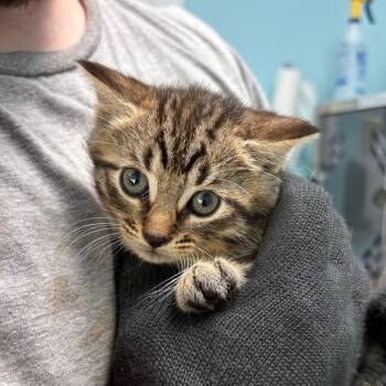 Falcon -  Domestic Short Hair Cat for Adoption in New Fairfield, Connecticut - Falcon | PetCurious