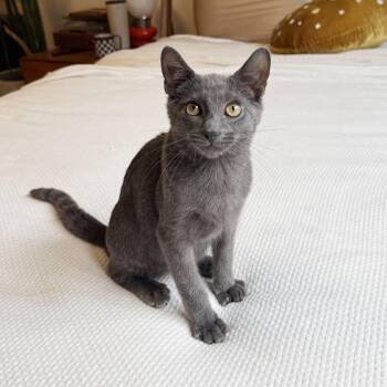 Buoy -  Domestic Short Hair Cat for Adoption - Buoy | PetCurious