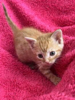 Tabby and Domestic Short Hair Cats Available for Adoption - Gumdrop | PetCurious