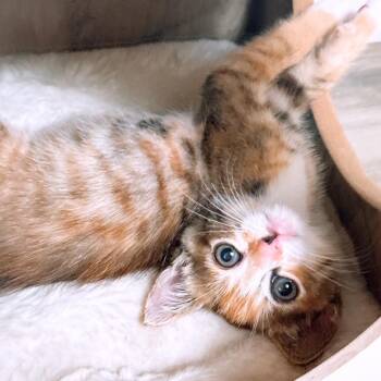 Rescue Domestic Short Hair Cats for Adoption in Ewa Beach, Hawaii - Milkshake | PetCurious