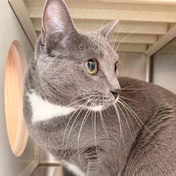 Pheobe -  American Shorthair Cat for Adoption in Norman, Oklahoma - Pheobe | PetCurious