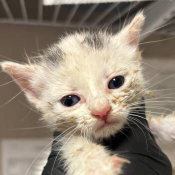 Jayna -  Domestic Short Hair Cat for Adoption in Yuma, Arizona - Jayna | PetCurious