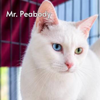 Mr Peabody (Courtesy Posting) -  Domestic Short Hair and American Shorthair Cat for Adoption in Hermosa Beach, California - Mr Peabody (Courtesy Posting) | PetCurious