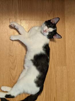 Rescue Tuxedo Cats for Adoption in Deming, New Mexico - Bournie | PetCurious