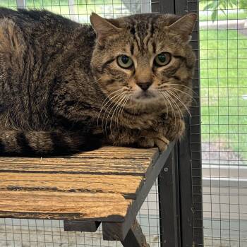 Irwin (working cat) *Adoption fee sponosred* -  Domestic Short Hair Cat for Adoption in Berryville, Virginia - Irwin (working Cat) *Adoption Fee Sponosred* | PetCurious