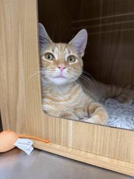Sunny -  Domestic Short Hair Cat for Adoption in Alafaya, Florida - Sunny | PetCurious