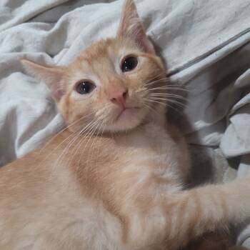 Rescue Domestic Short Hair Cats for Adoption in Los Angeles, California - Billy Pace | PetCurious