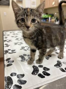 Jessie -  Domestic Short Hair Cat for Adoption in Kennewick, Washington - Jessie | PetCurious