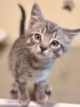 Domestic Short Hair Cats Available for Adoption in Rensselaer, Indiana - Silver | PetCurious