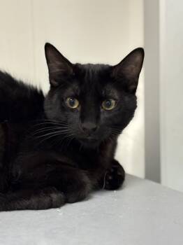 Rescue Domestic Short Hair Cats for Adoption in Zimmerman, Minnesota - Chicken Buffalo | PetCurious