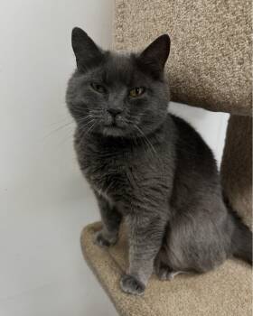 Chicorita -  Russian Blue Cat for Adoption in Maple Ridge, British Columbia - Chicorita | PetCurious