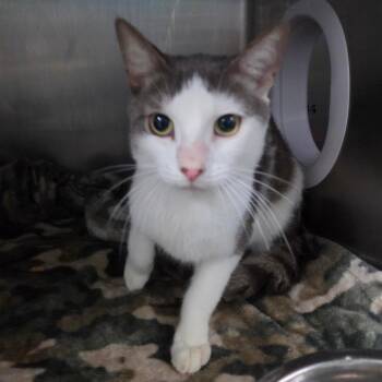 Wallace -  Domestic Short Hair Cat for Adoption in Lakeland, Florida - Wallace | PetCurious