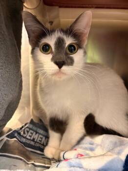 Peanut Butter -  Domestic Short Hair Cat for Adoption in Detroit, Michigan - Peanut Butter | PetCurious
