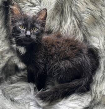 Domestic Long Hair and Maine Coon Cats Available for Adoption - Tamela | PetCurious