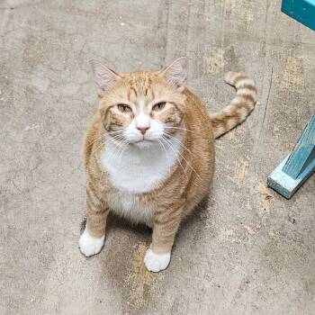 Rescue Domestic Short Hair Cats for Adoption in Webster, Texas - Owen | PetCurious